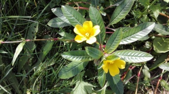 Ludwigia peploides en floraison