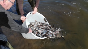 Empoissonnement de gardons